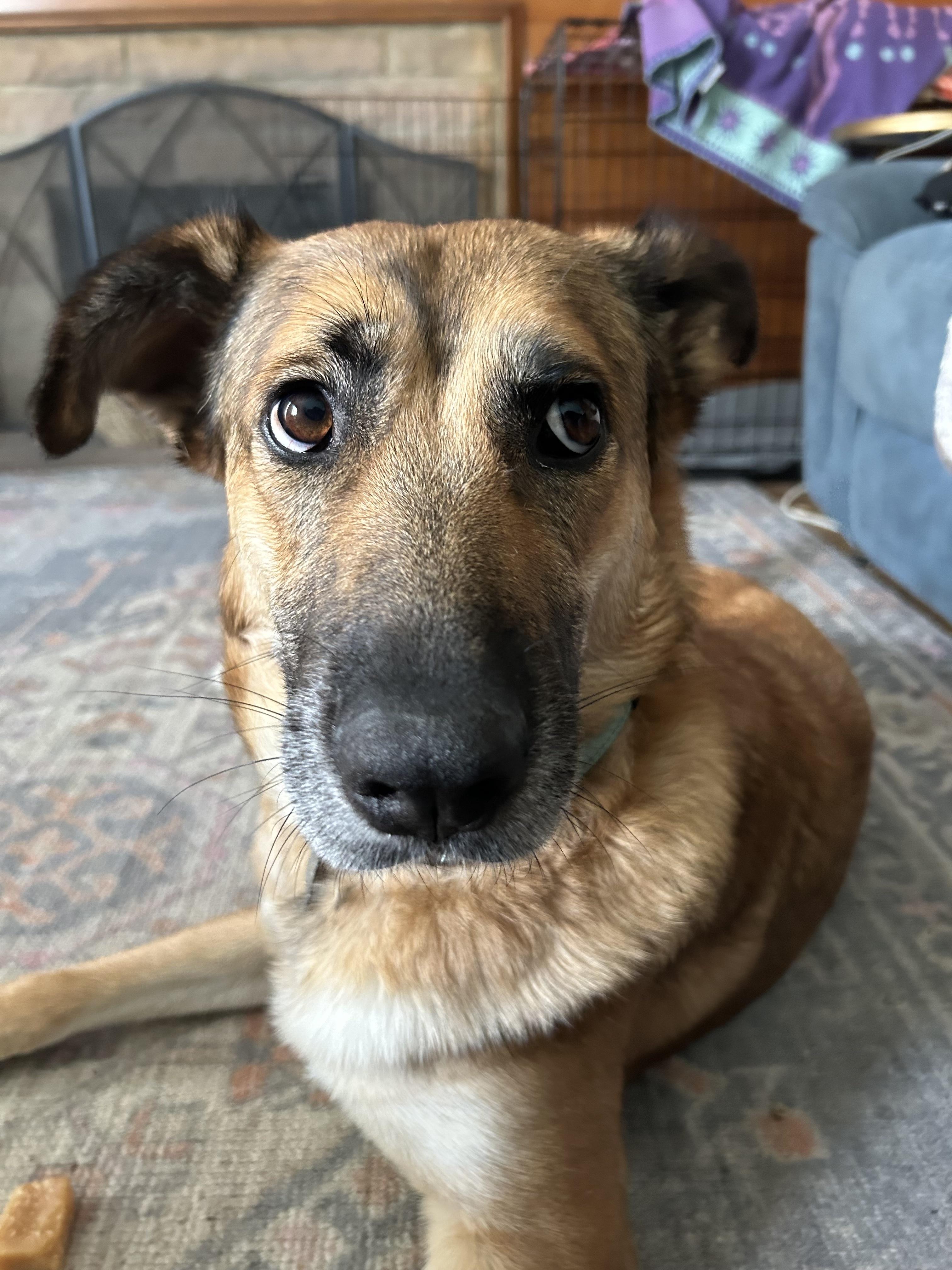 Enlarge SUNNY, a Adoptable German Shepherd Dog in Sunset Beach , CA image 4/6