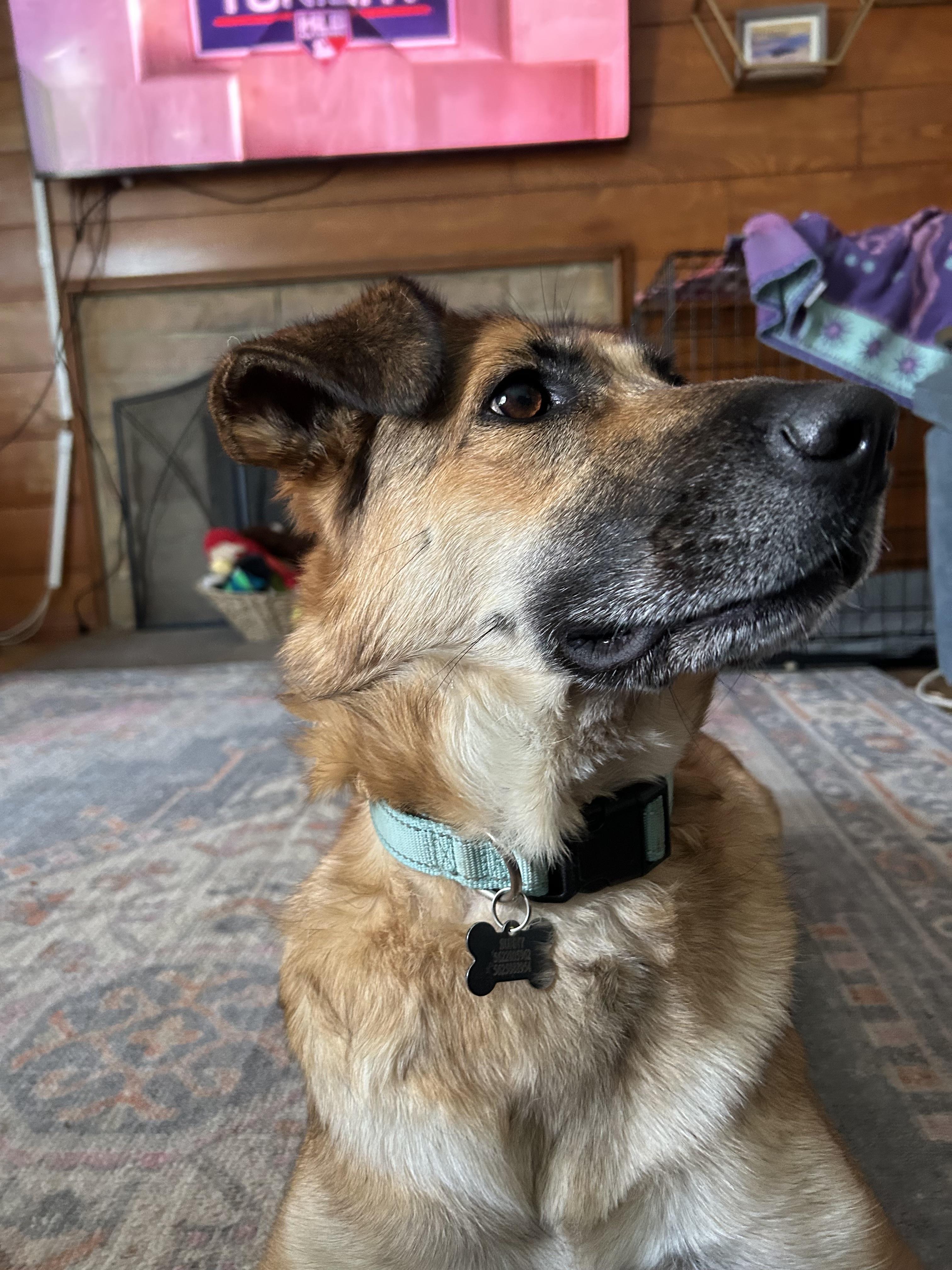 Enlarge SUNNY, a Adoptable German Shepherd Dog in Sunset Beach , CA image 5/6