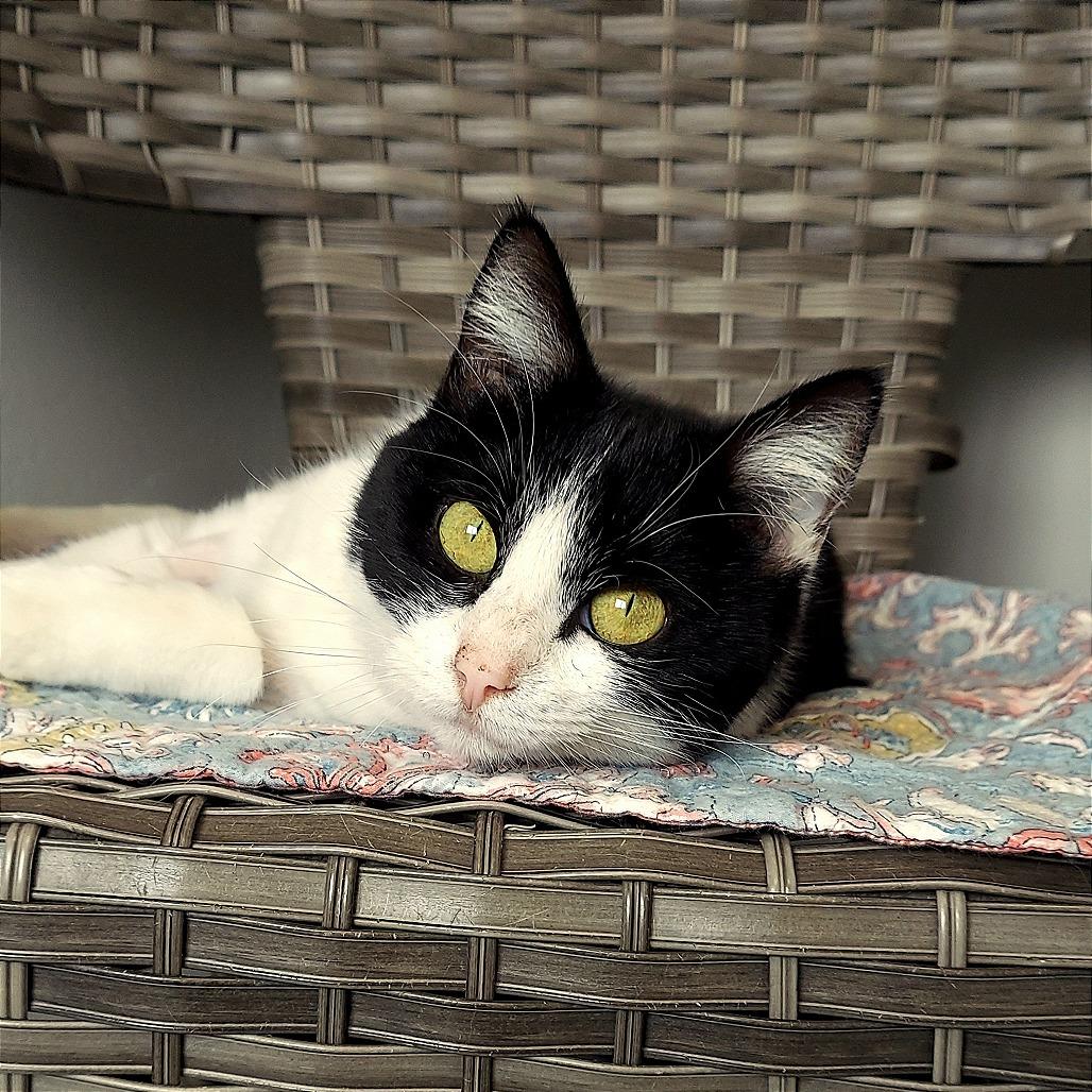 Enlarge Butters, a Adoptable American Shorthair in Ponca City, OK image 1/4