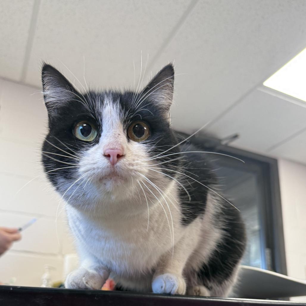 Butters, Adoptable, Adult Female American Shorthair.