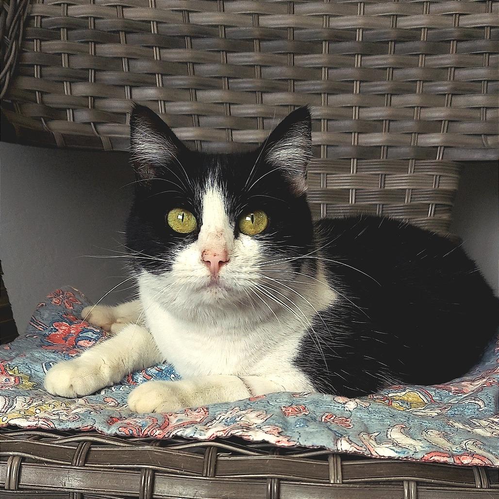 Enlarge Butters, a Adoptable American Shorthair in Ponca City, OK image 4/4