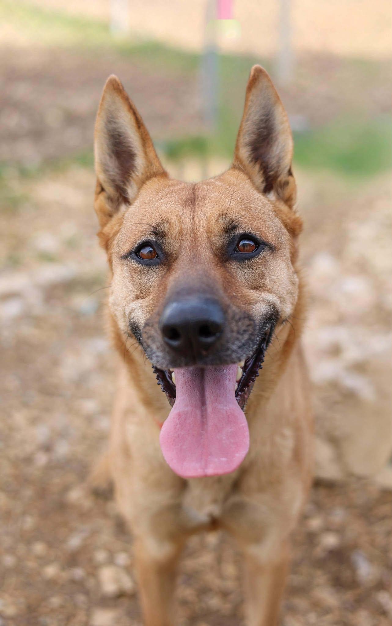 Enlarge Eliza, a ADOPTABLE German Shepherd Dog in Calhoun, KY image 2/2