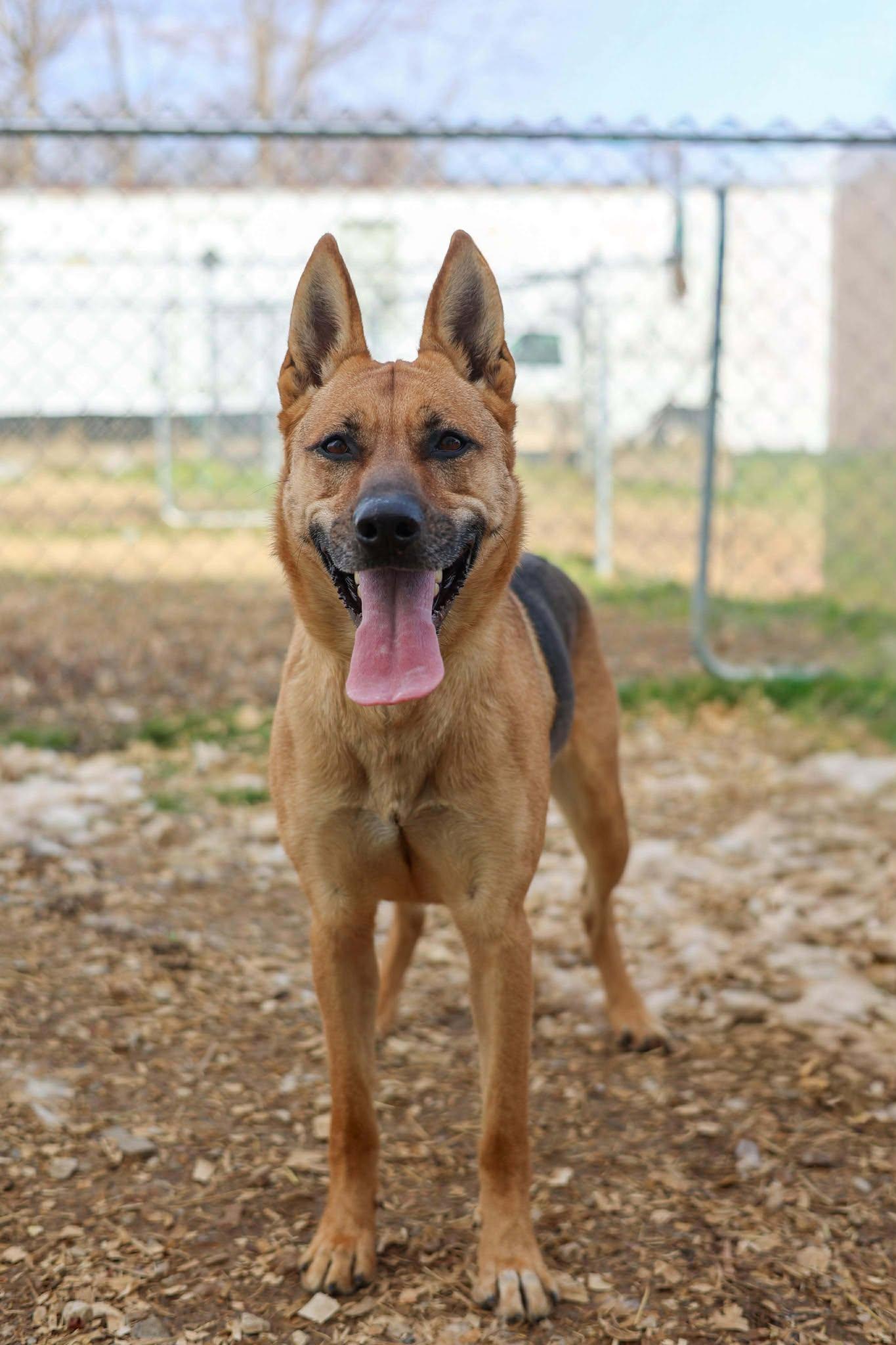 Enlarge Eliza, a ADOPTABLE German Shepherd Dog in Calhoun, KY image 1/2