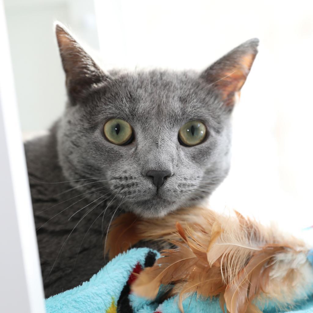 Oswalda, Adoptable, Adult Female Domestic Short Hair.