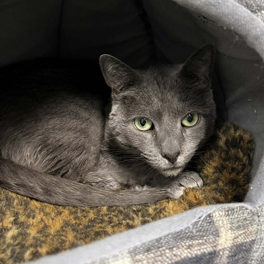 Enlarge Oswalda, a Adoptable mixed breed in Hampton Bays, NY image 2/6