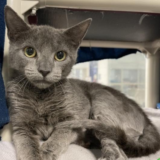 Enlarge Oswalda, a Adoptable mixed breed in Hampton Bays, NY image 3/6