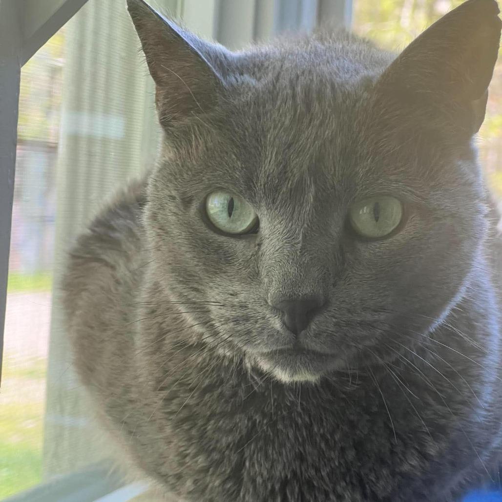 Oswalda, a Adoptable mixed breed in Hampton Bays, NY image 5/6