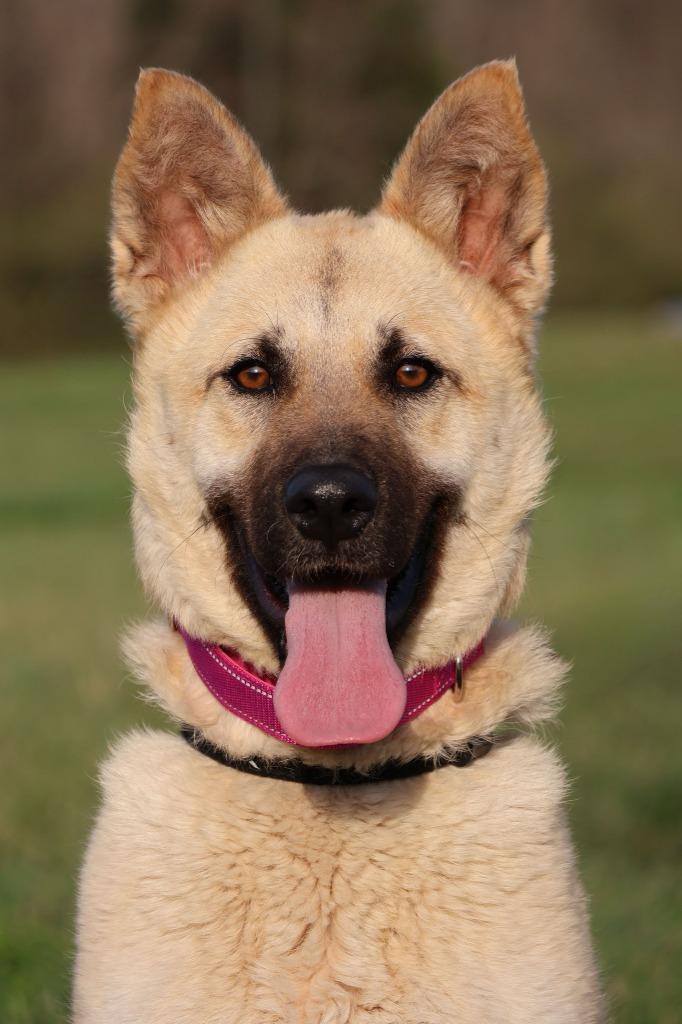 LOLA, Adoptable, Young Female Mixed Breed.