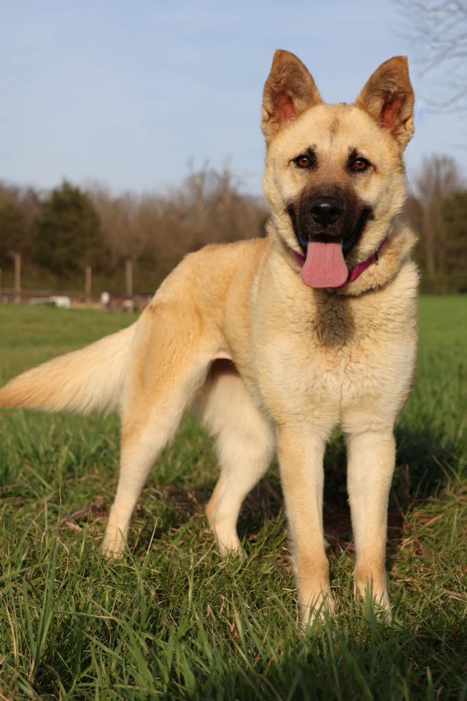 Enlarge LOLA, a Adoptable mixed breed in Columbia, TN image 2/2