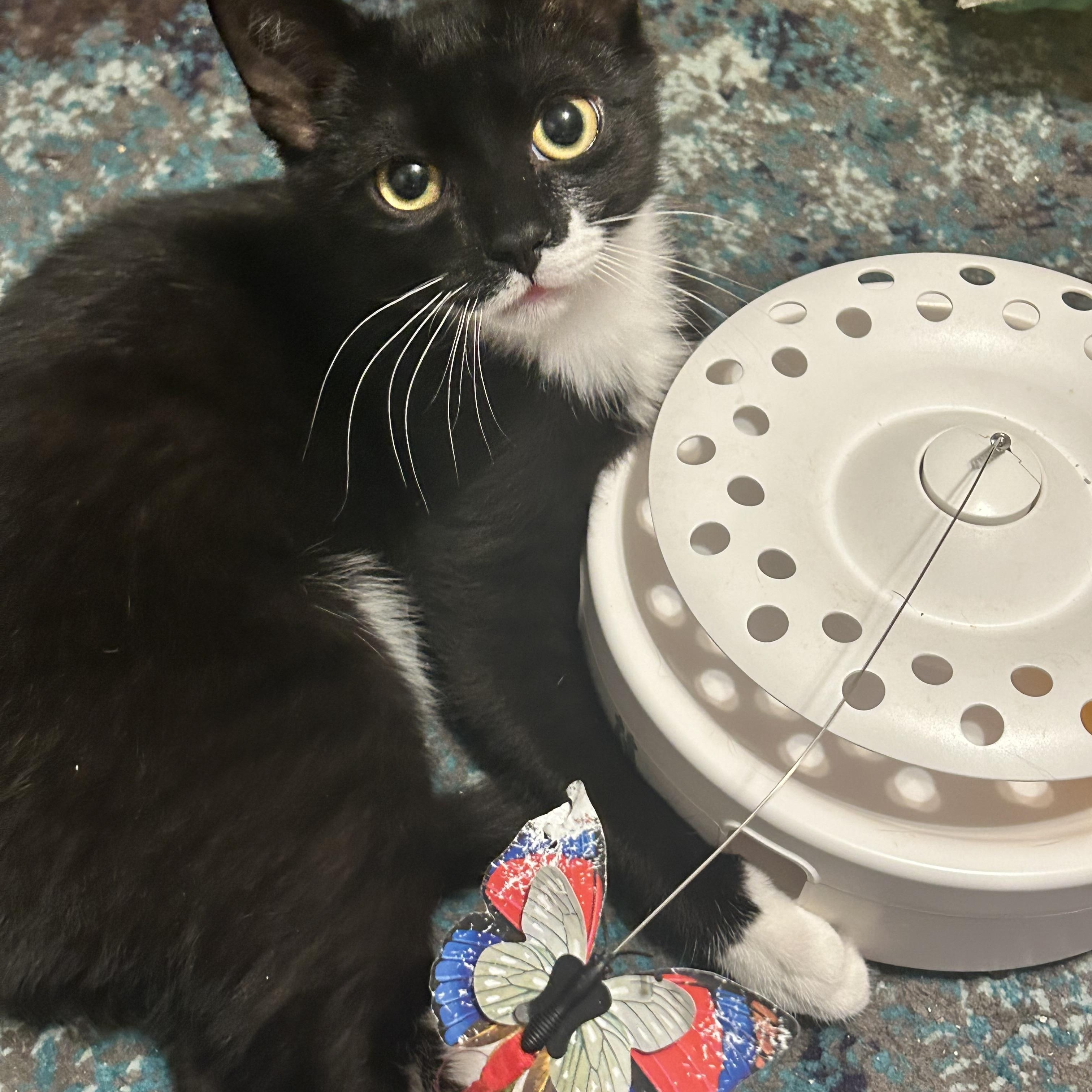 Enlarge Catman & Cindy Clawford, a ADOPTABLE mixed breed in Canton, MA image 4/4