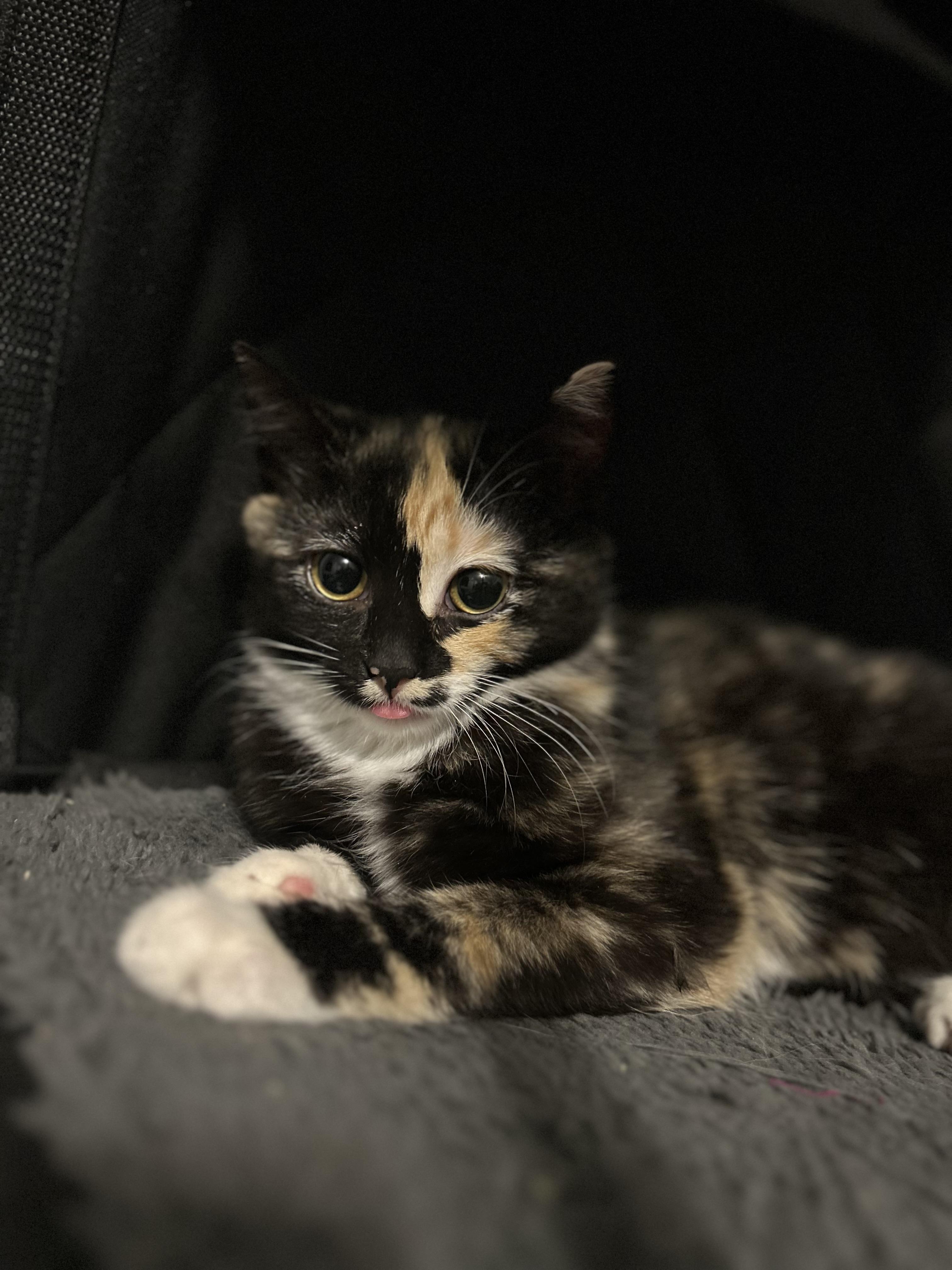 Enlarge Catman & Cindy Clawford, a ADOPTABLE mixed breed in Canton, MA image 2/4