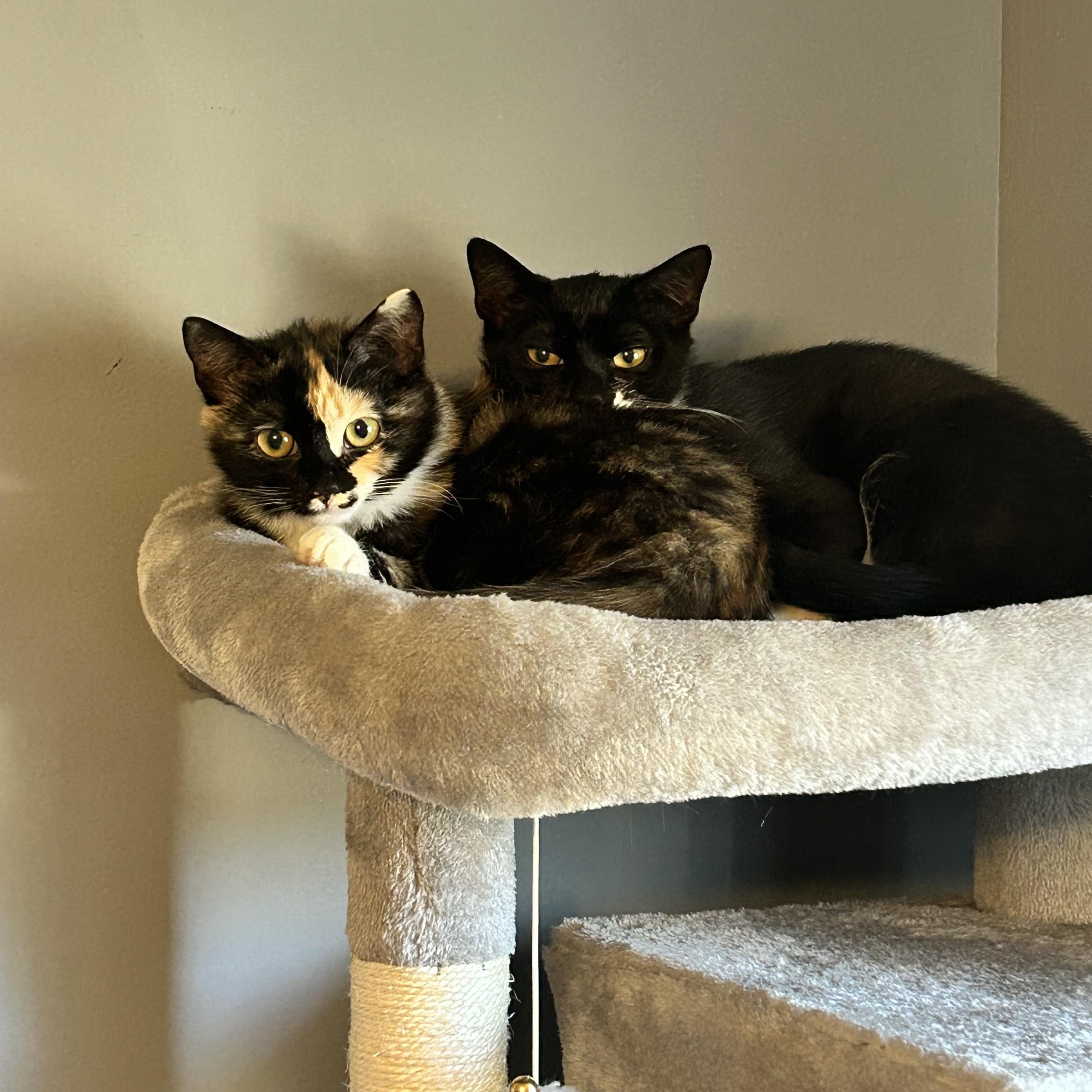 Enlarge Catman & Cindy Clawford, a ADOPTABLE mixed breed in Canton, MA image 1/4