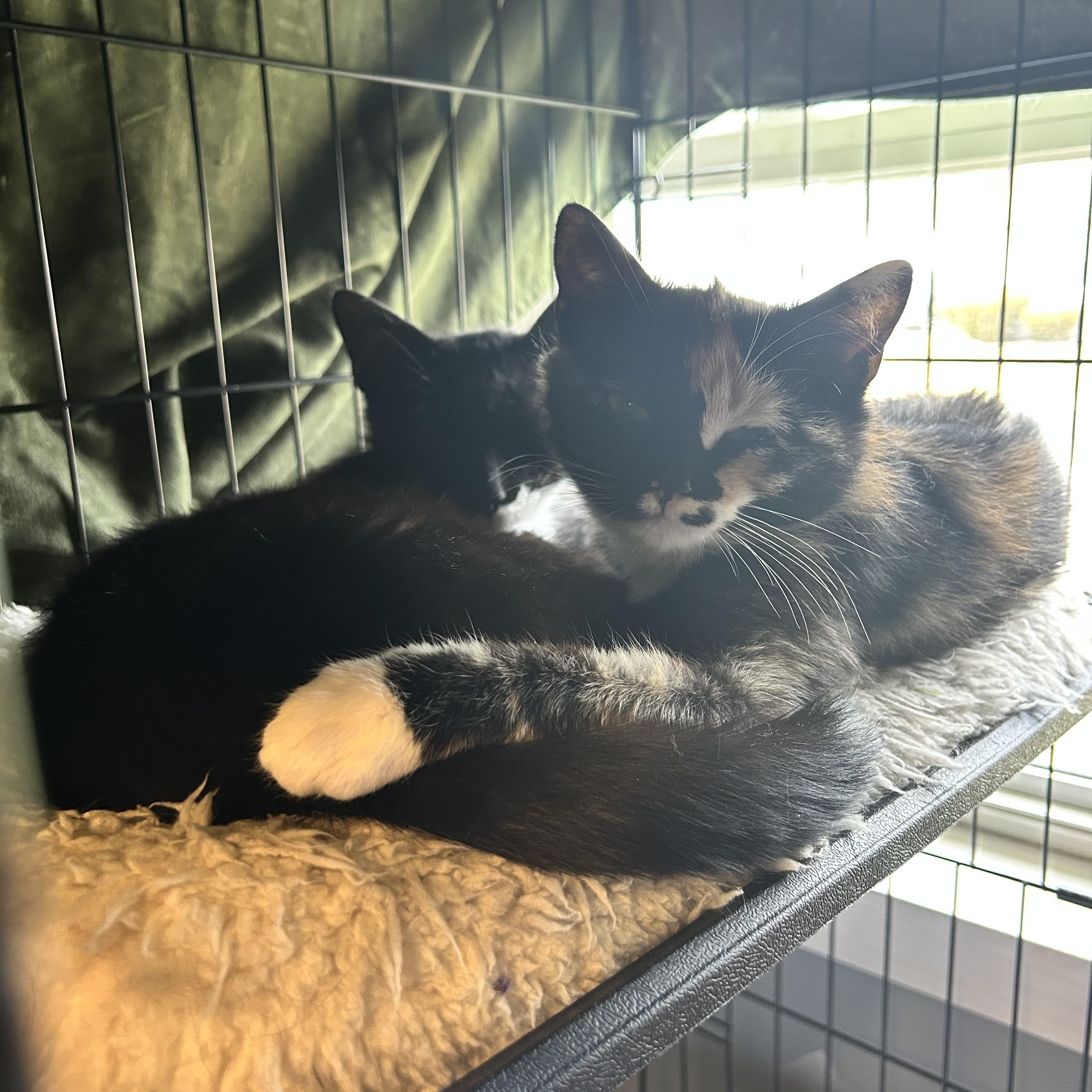 Enlarge Catman & Cindy Clawford, a ADOPTABLE mixed breed in Canton, MA image 3/4