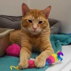 Hobbes, Young Male unknown