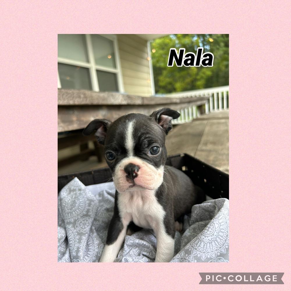 Nala S. - 4731 - Hayesville NC, Adoptable, Puppy Female Boston Terrier.