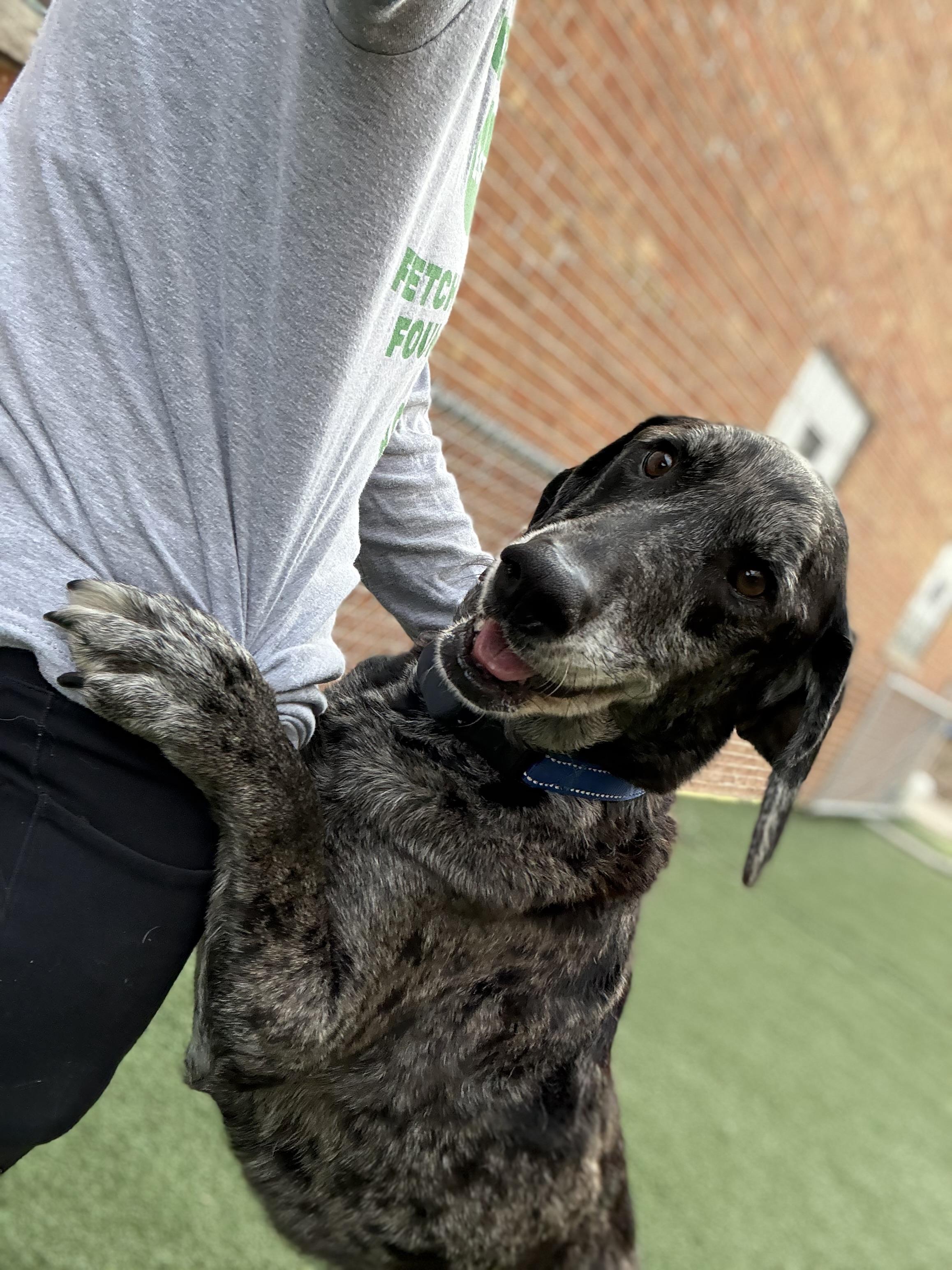 Enlarge Steve, an adoptable mixed breed in Itasca, IL image 4/6