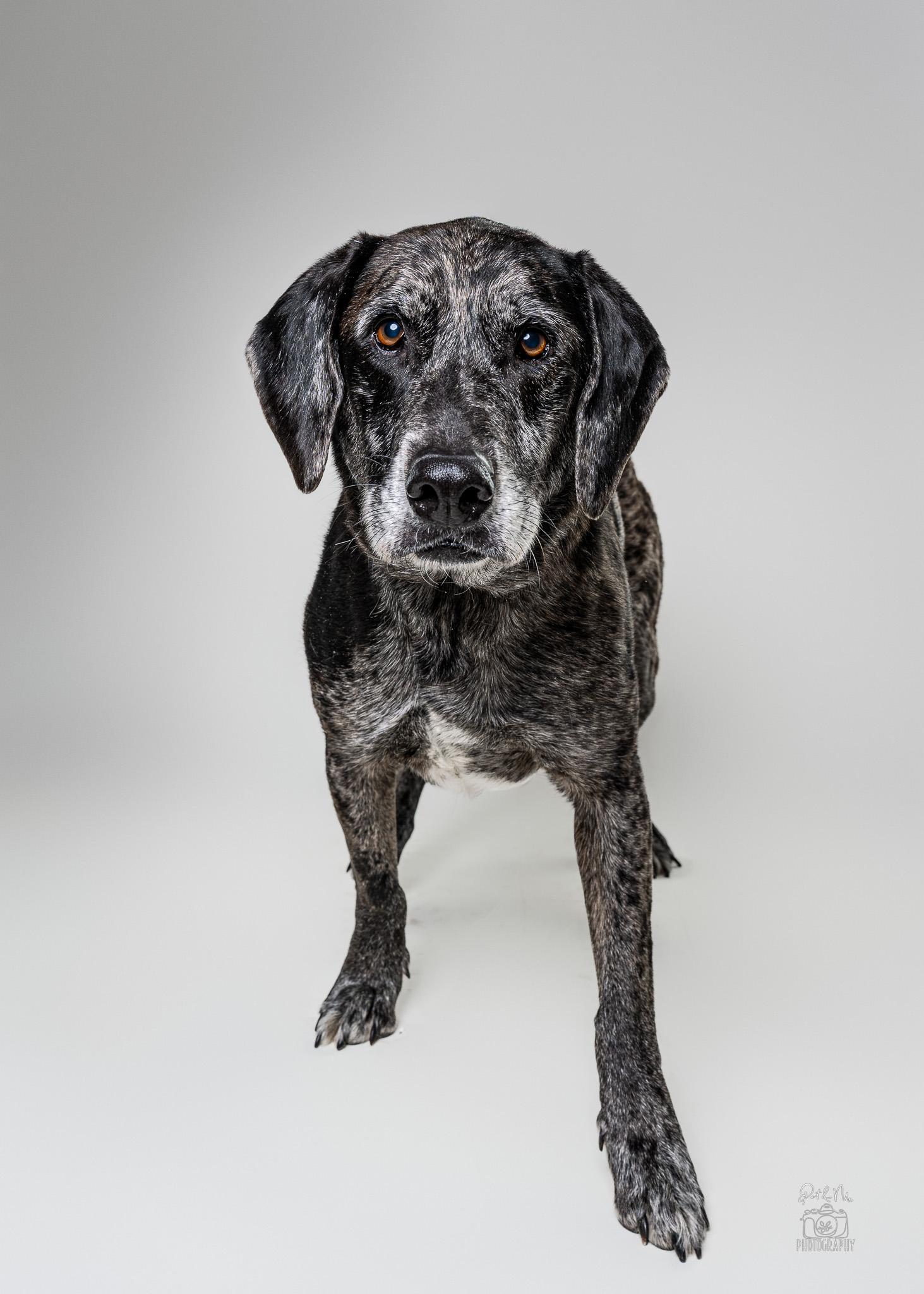Enlarge Steve, an adoptable mixed breed in Itasca, IL image 3/6