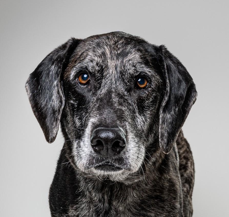 Steve, adoptable, Adult Male Australian Cattle Dog / Blue Heeler & Mixed Breed.