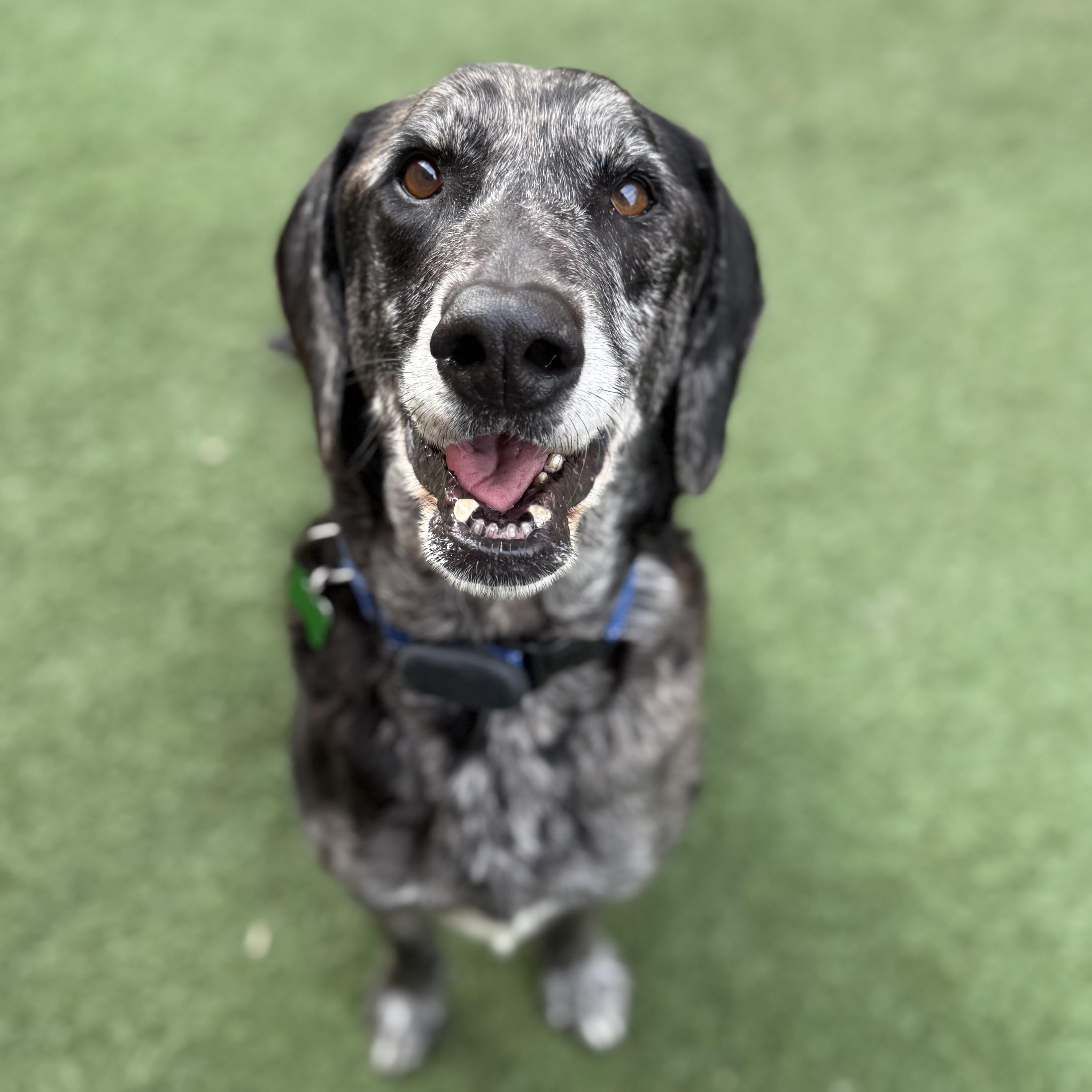 Enlarge Steve, an adoptable mixed breed in Itasca, IL image 2/6