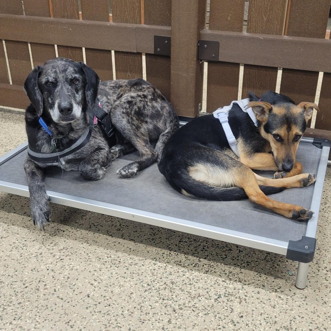 Enlarge Steve, an adoptable mixed breed in Itasca, IL image 6/6