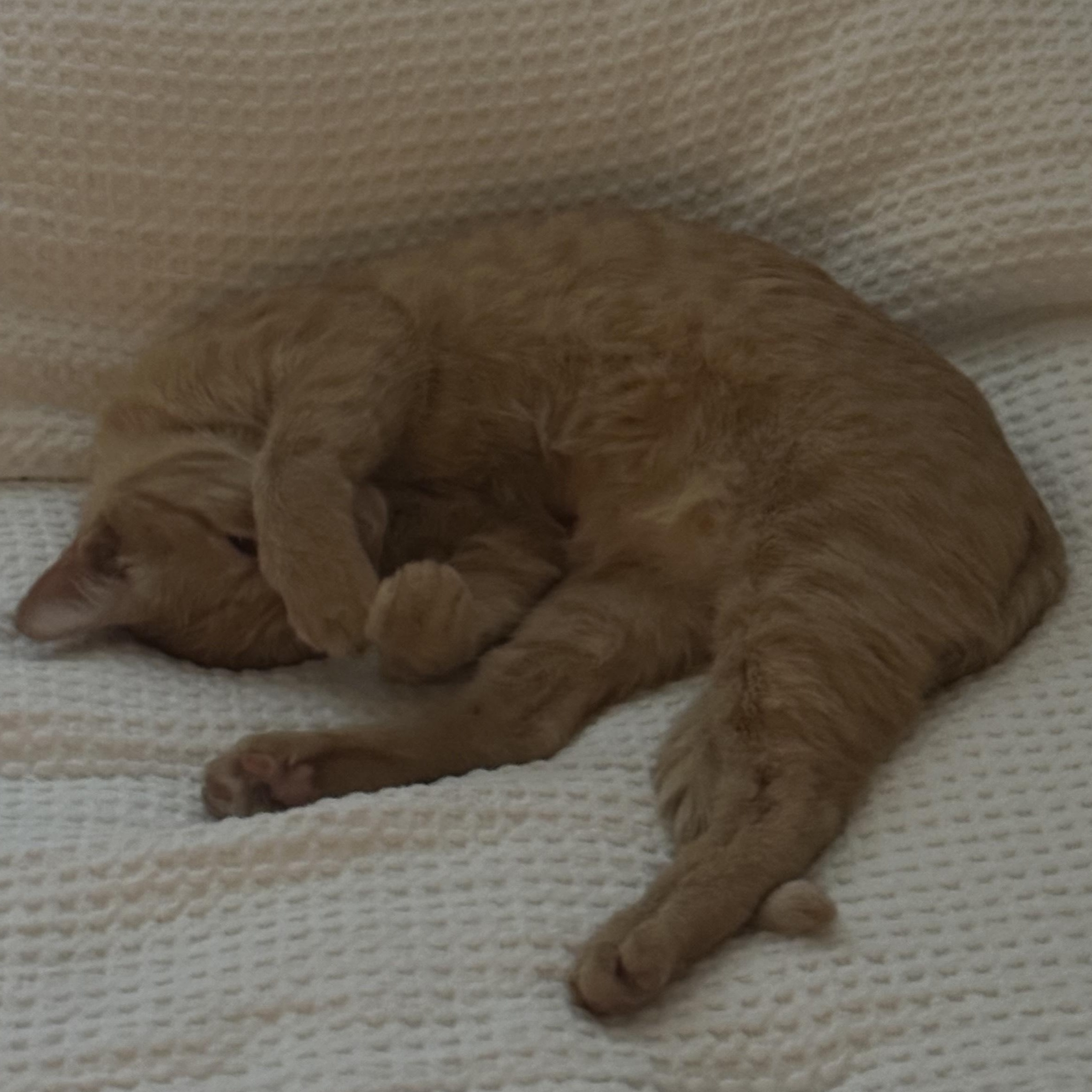 Crumpet photo 2