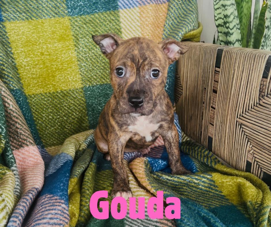 Gouda, ADOPTABLE, Puppy Female Pit Bull Terrier.