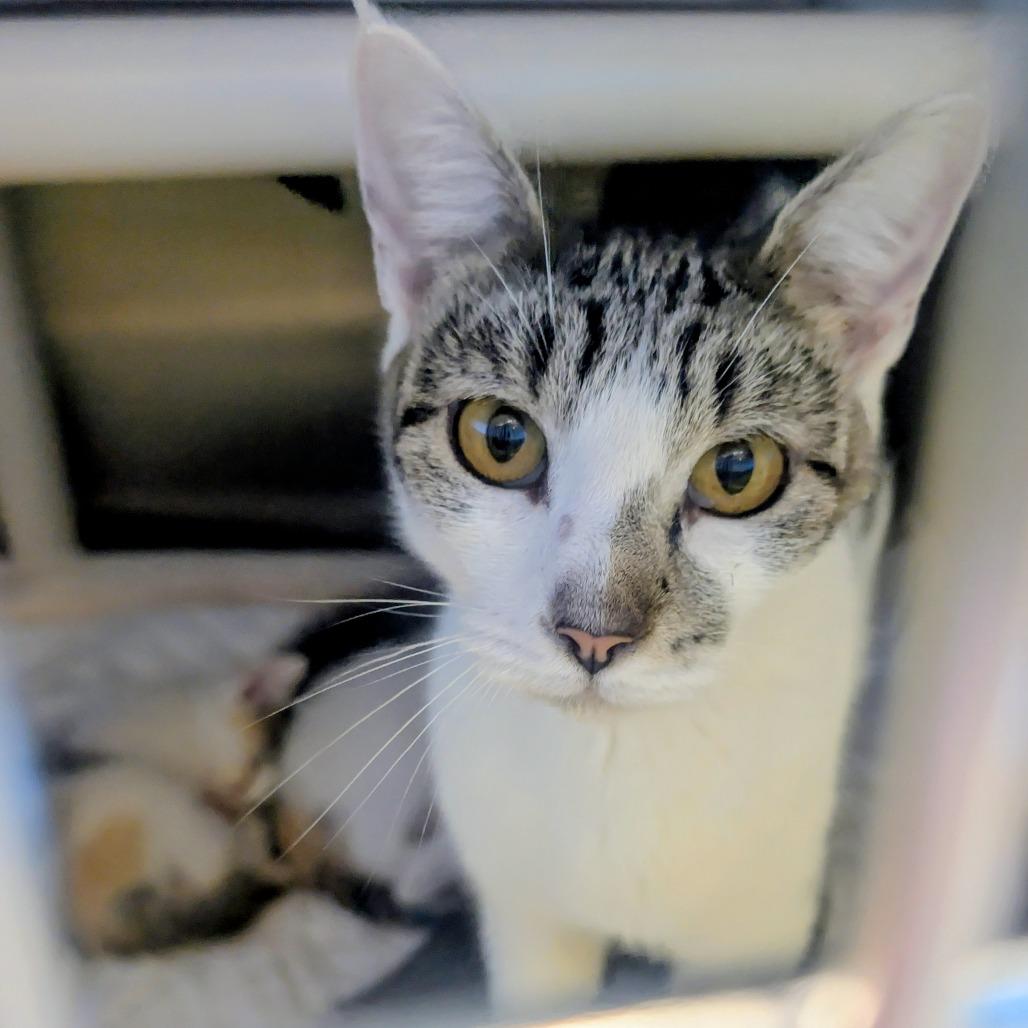 Enlarge Stevie, a Adoptable mixed breed in Sand Springs, OK image 1/1
