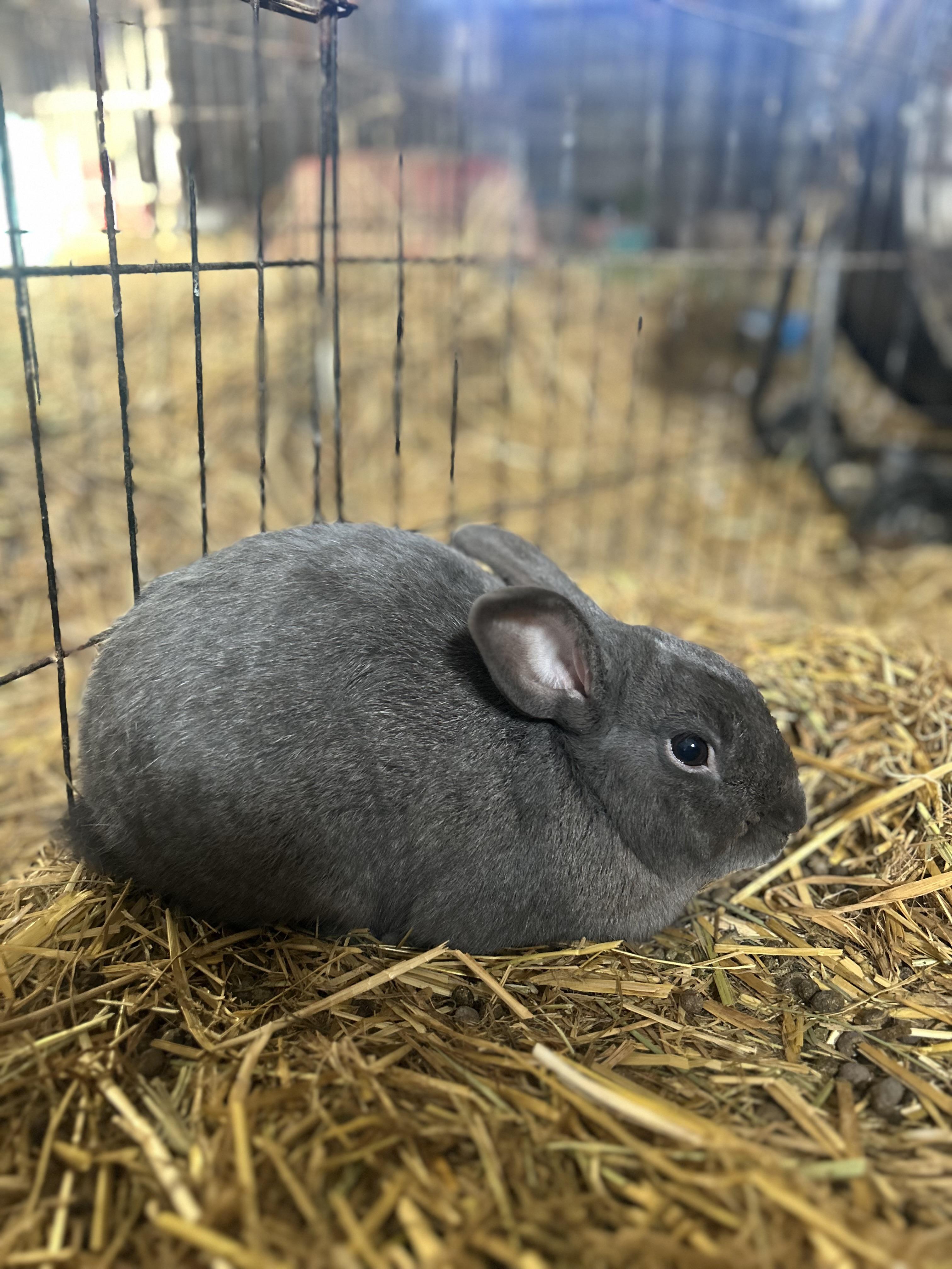 Samurai, a ADOPTABLE Dwarf in Bishopville, SC image 3/4