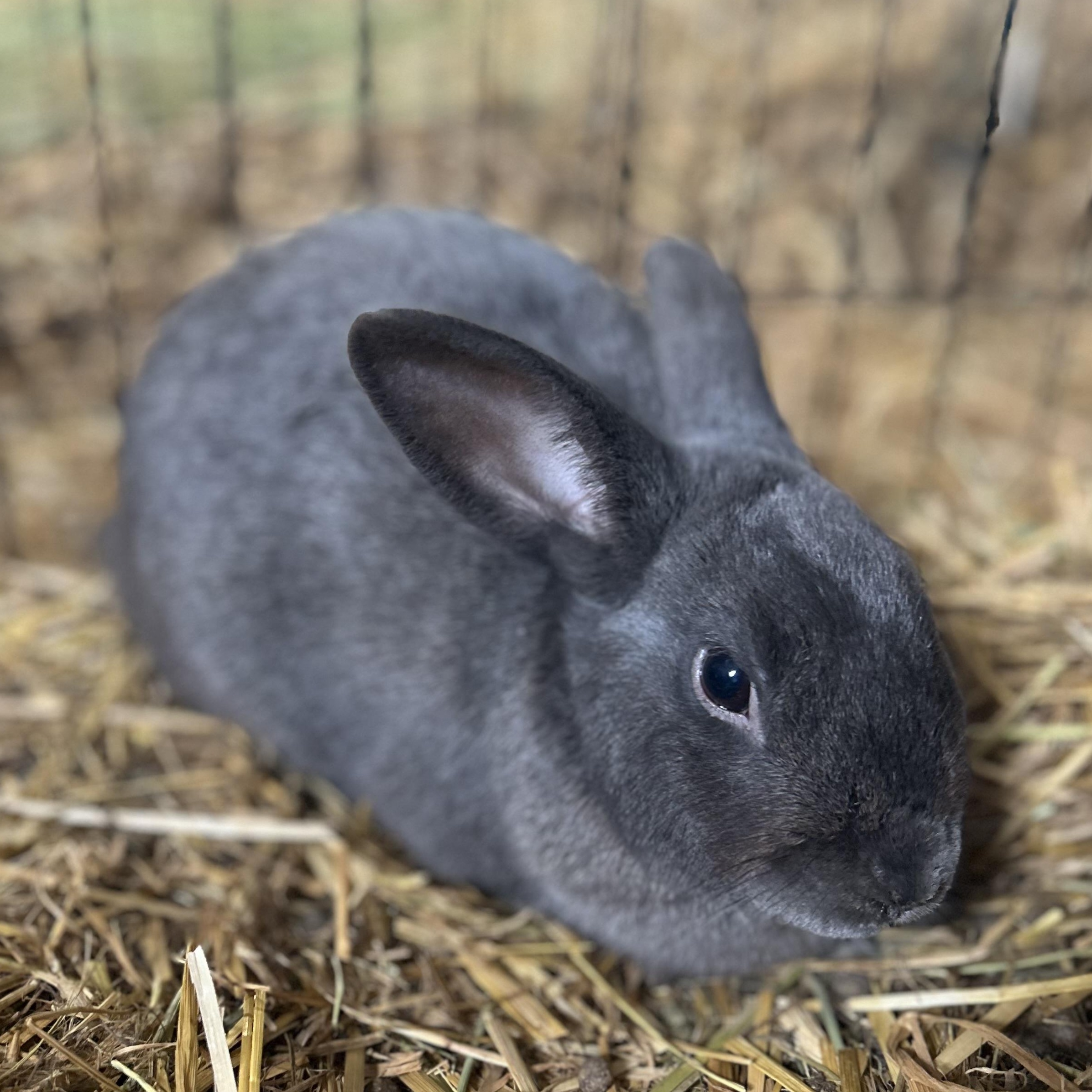 Samurai, a ADOPTABLE Dwarf in Bishopville, SC image 1/4