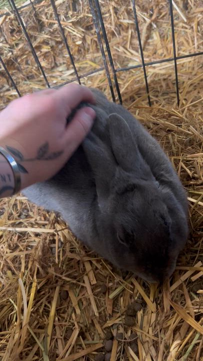 Enlarge Samurai, a ADOPTABLE Dwarf in Bishopville, SC video 4/4