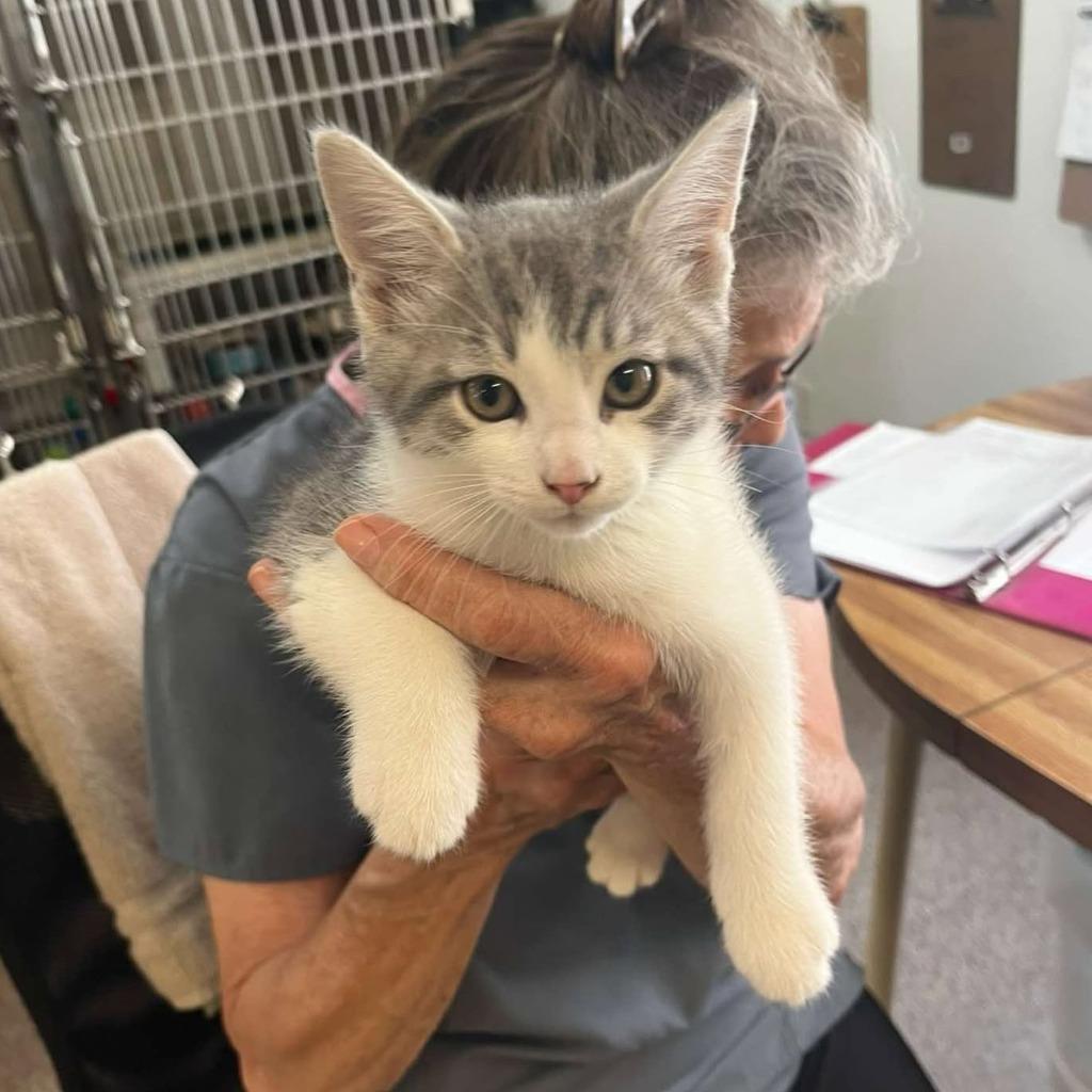 Adam, Adopted, Young Male Domestic Short Hair.