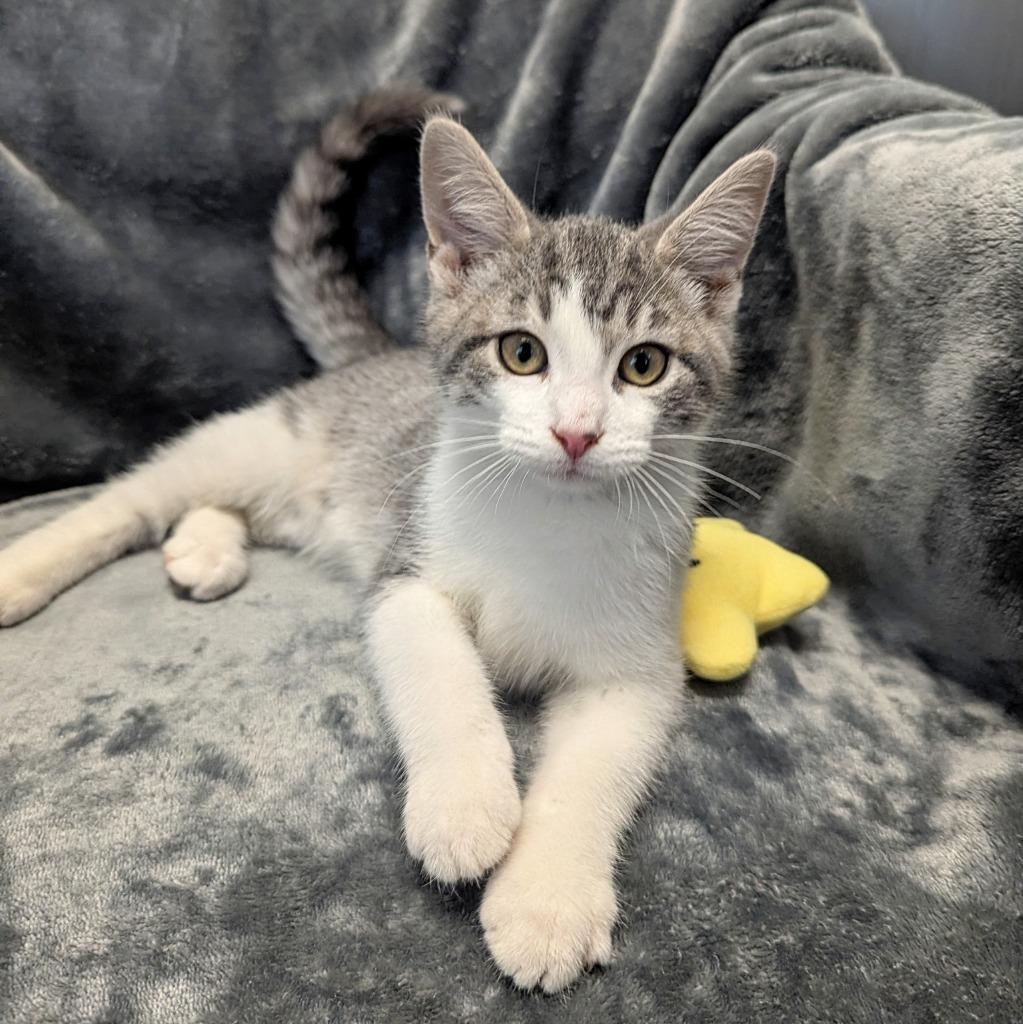 Enlarge Adam, a Adopted mixed breed in Sunrise Beach, MO image 2/2