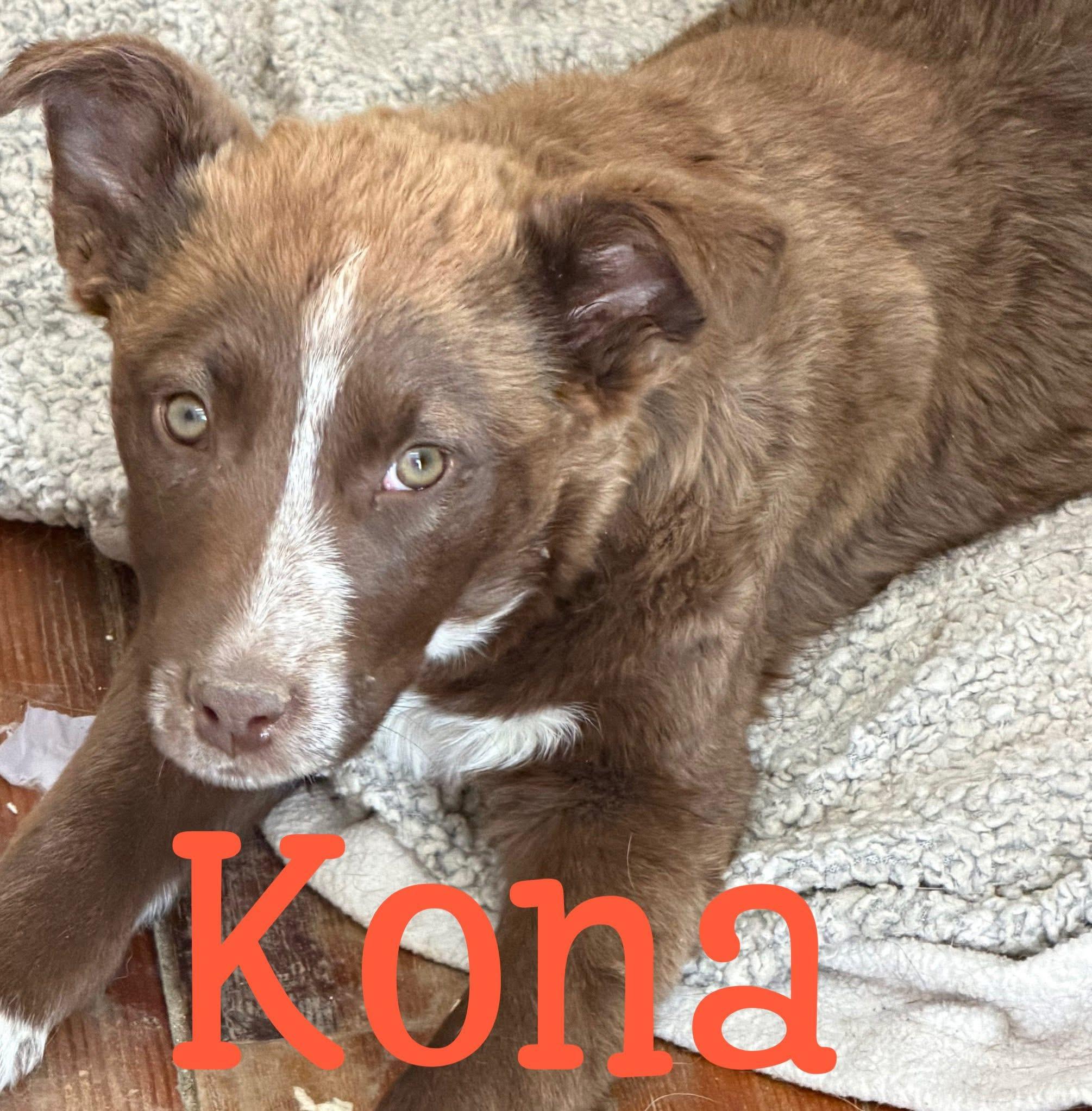 CoffeeSisters-Kona, Adoptable, Young Female Australian Cattle Dog / Blue Heeler & Border Collie.