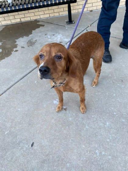 Poppy, Adoptable, Adult Female Golden Retriever.