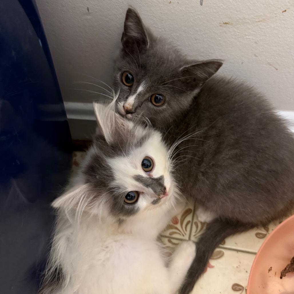 Leonard, Adoptable, Young Male Domestic Medium Hair.