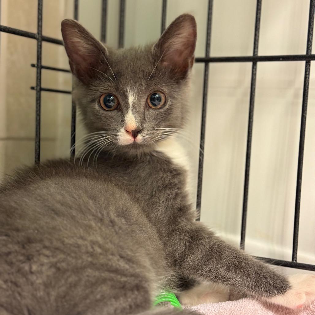 Leonard, a Adoptable Domestic Medium Hair in Germantown, MD image 2/6