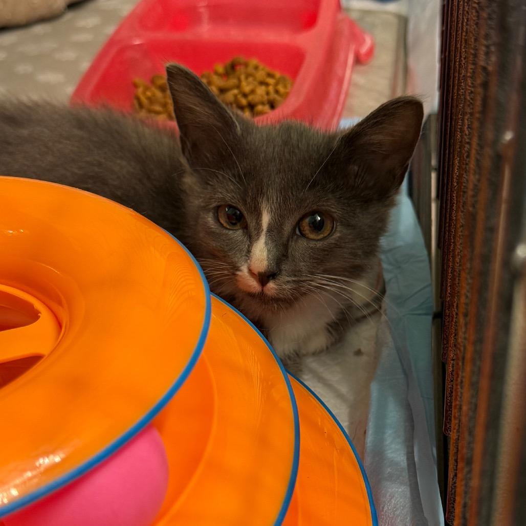 Leonard, a Adoptable Domestic Medium Hair in Germantown, MD image 3/6