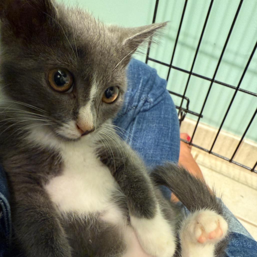 Leonard, a Adoptable Domestic Medium Hair in Germantown, MD image 4/6