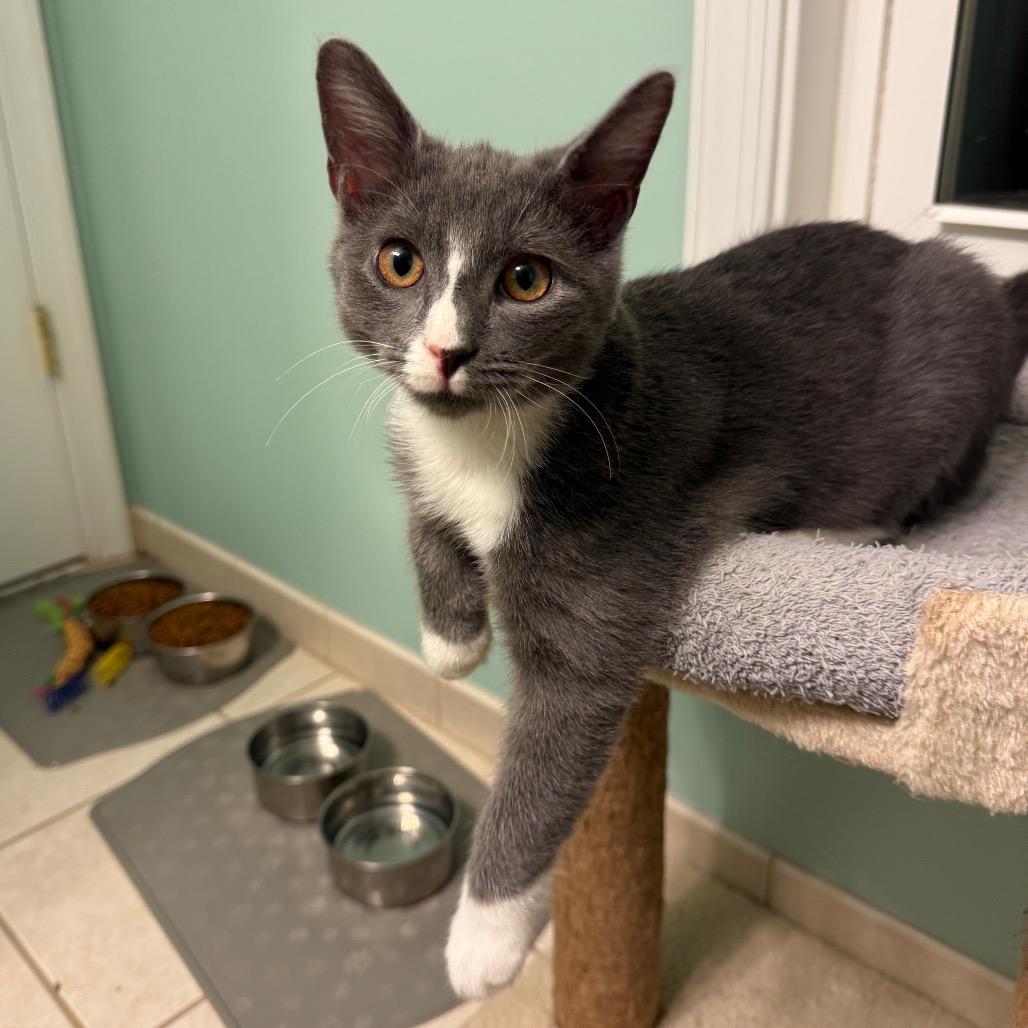 Leonard, a Adoptable Domestic Medium Hair in Germantown, MD image 5/6