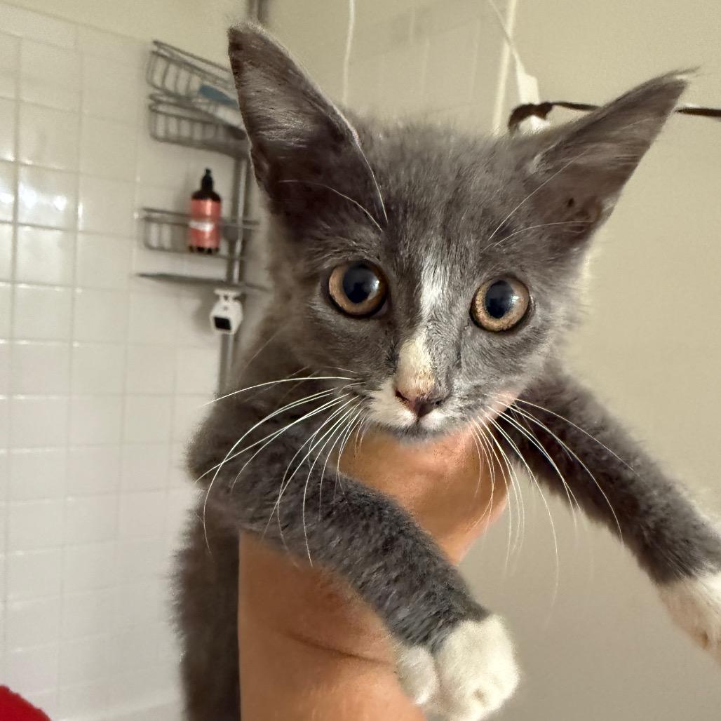 Leonard, a Adoptable Domestic Medium Hair in Germantown, MD image 6/6