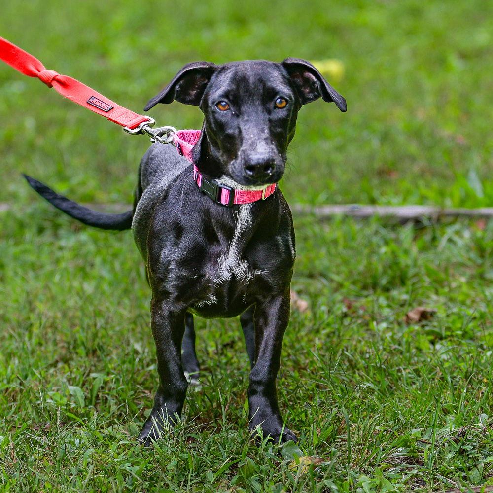 Enlarge Lexi, a Adoptable Labrador Retriever in Brick, NJ image 1/3