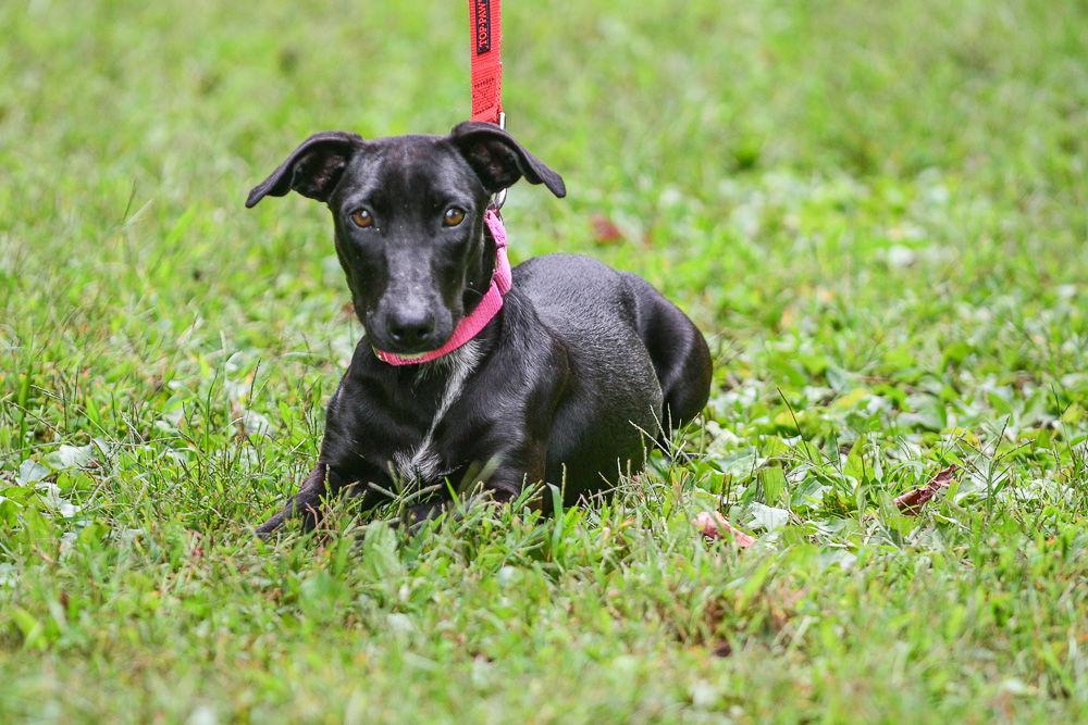 Enlarge Lexi, a Adoptable Labrador Retriever in Brick, NJ image 2/3
