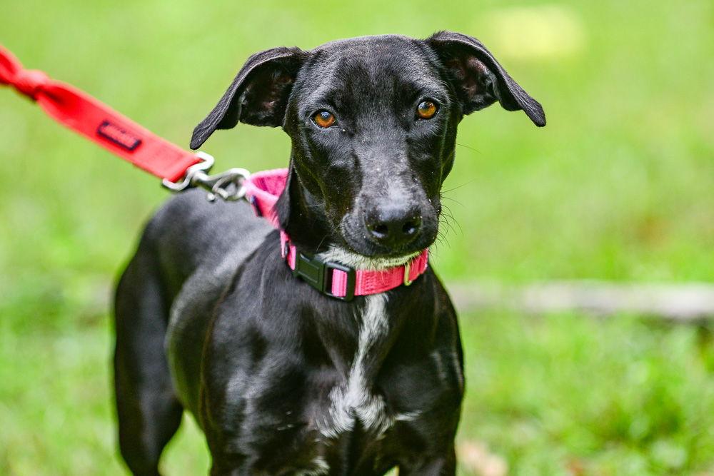 Enlarge Lexi, a Adoptable Labrador Retriever in Brick, NJ image 3/3