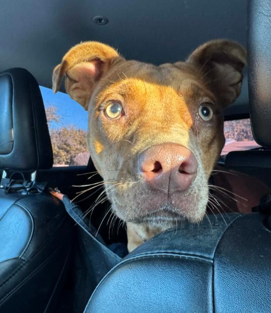 Sweet Peaches the Little Ray of Sunshine — thumbnail 2