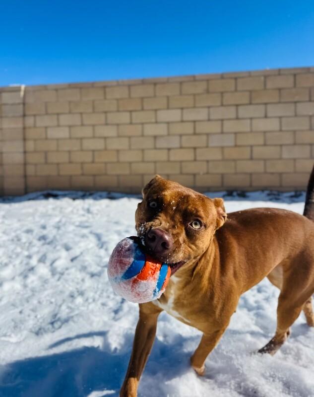 Sweet Peaches the Little Ray of Sunshine — thumbnail 4