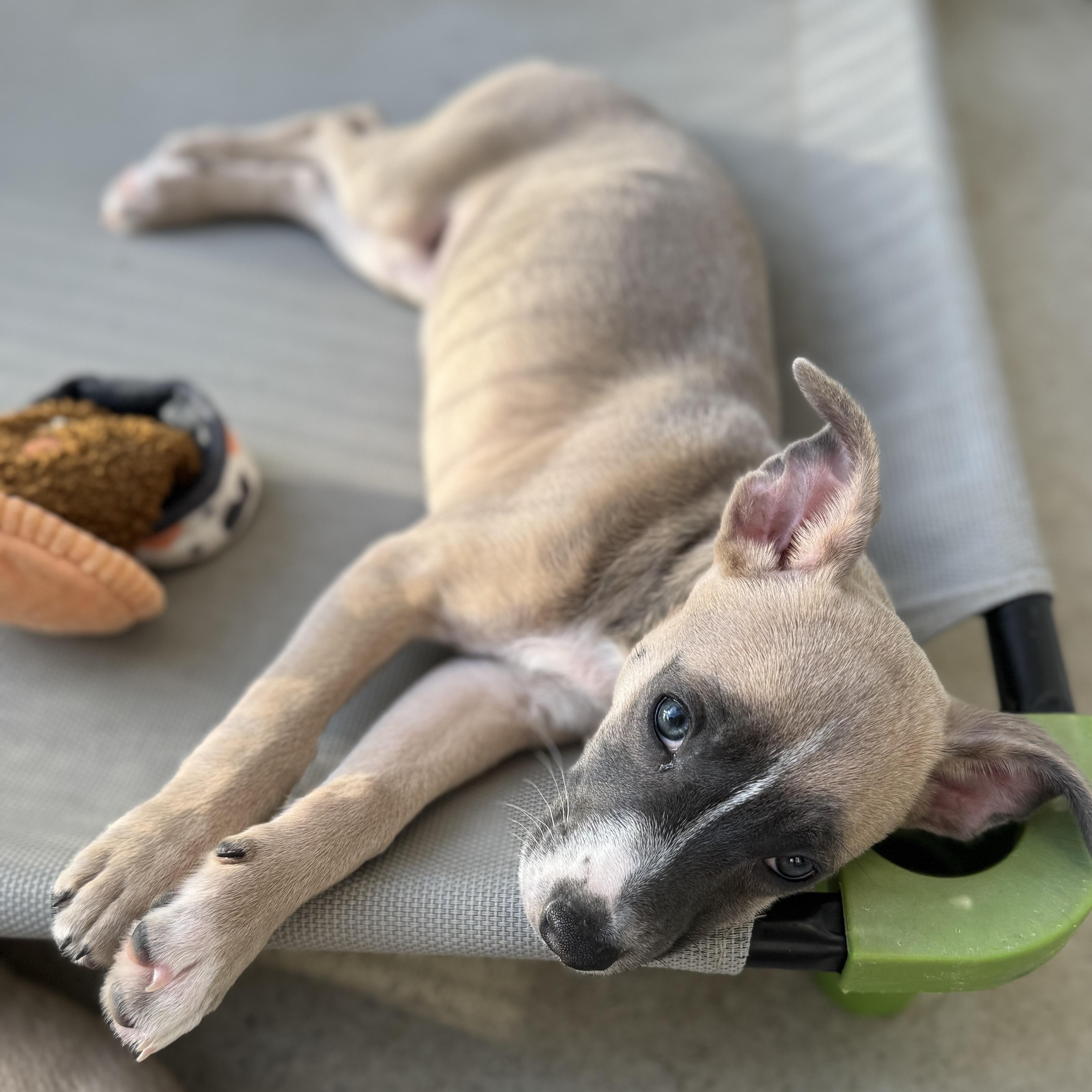 Saucony (Milestone litter), a Adoptable mixed breed in San Diego, CA image 2/5