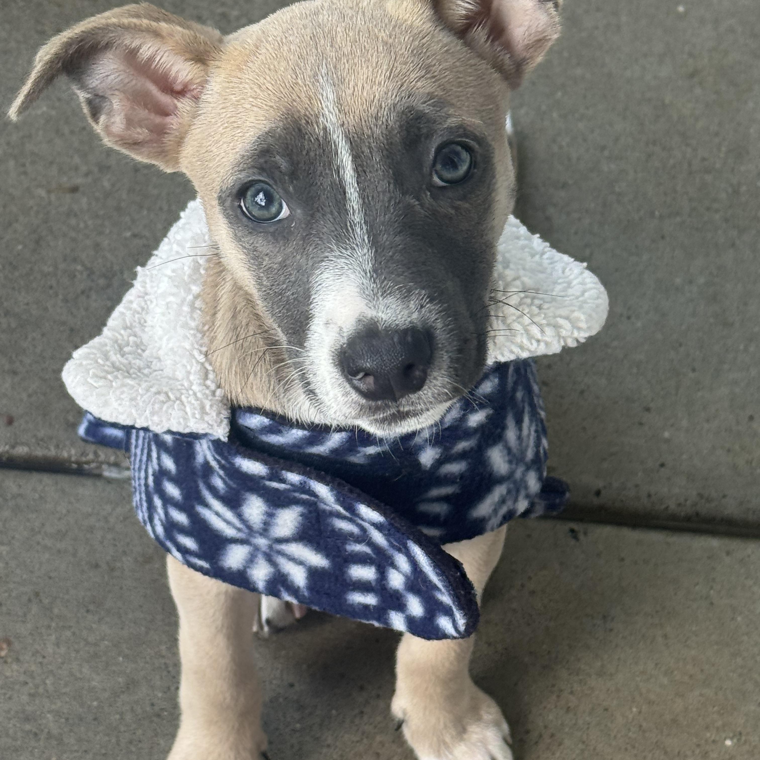 Saucony (Milestone litter), Adoptable, Puppy Female Terrier.