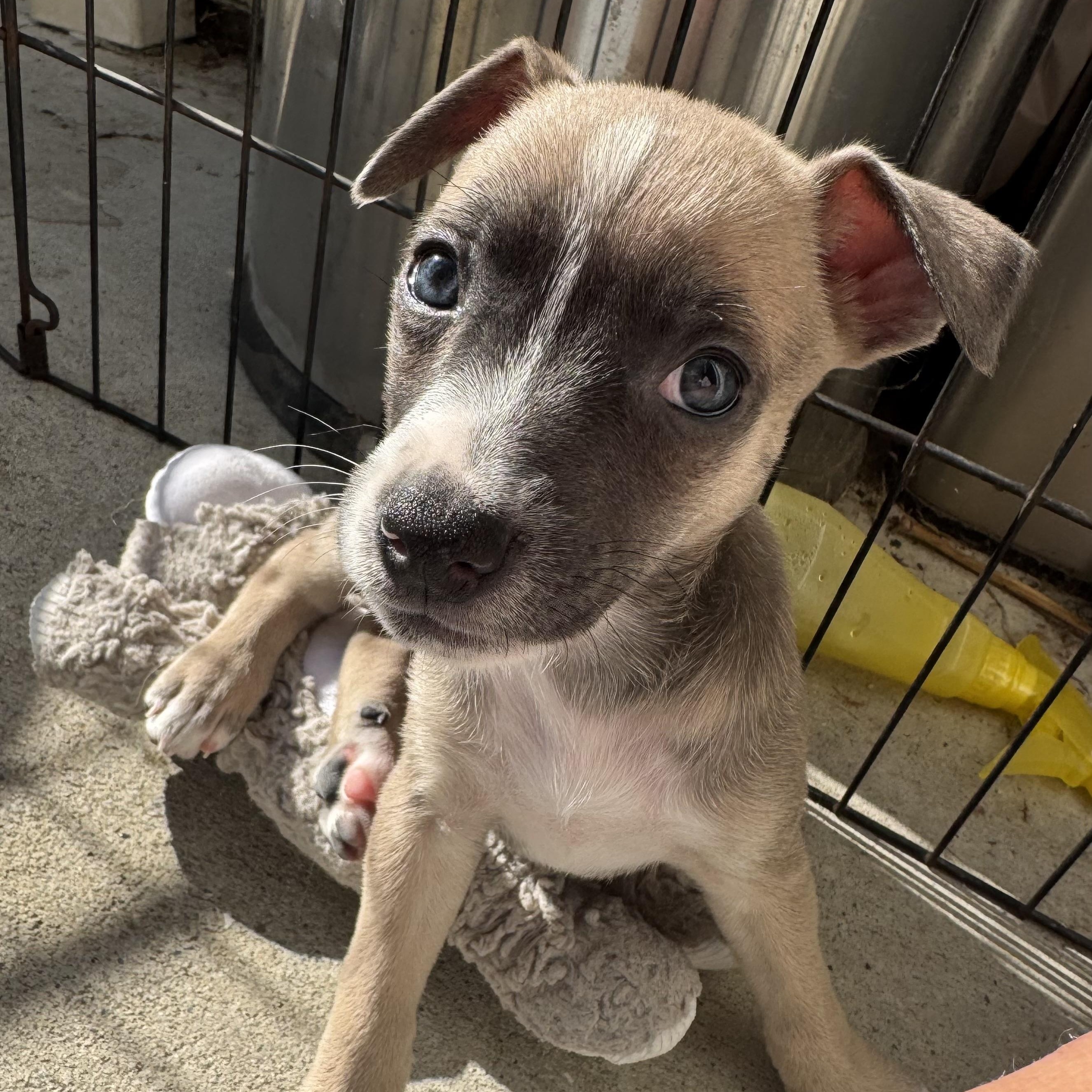 Saucony (Milestone litter), Adoptable, Puppy Female Terrier.
