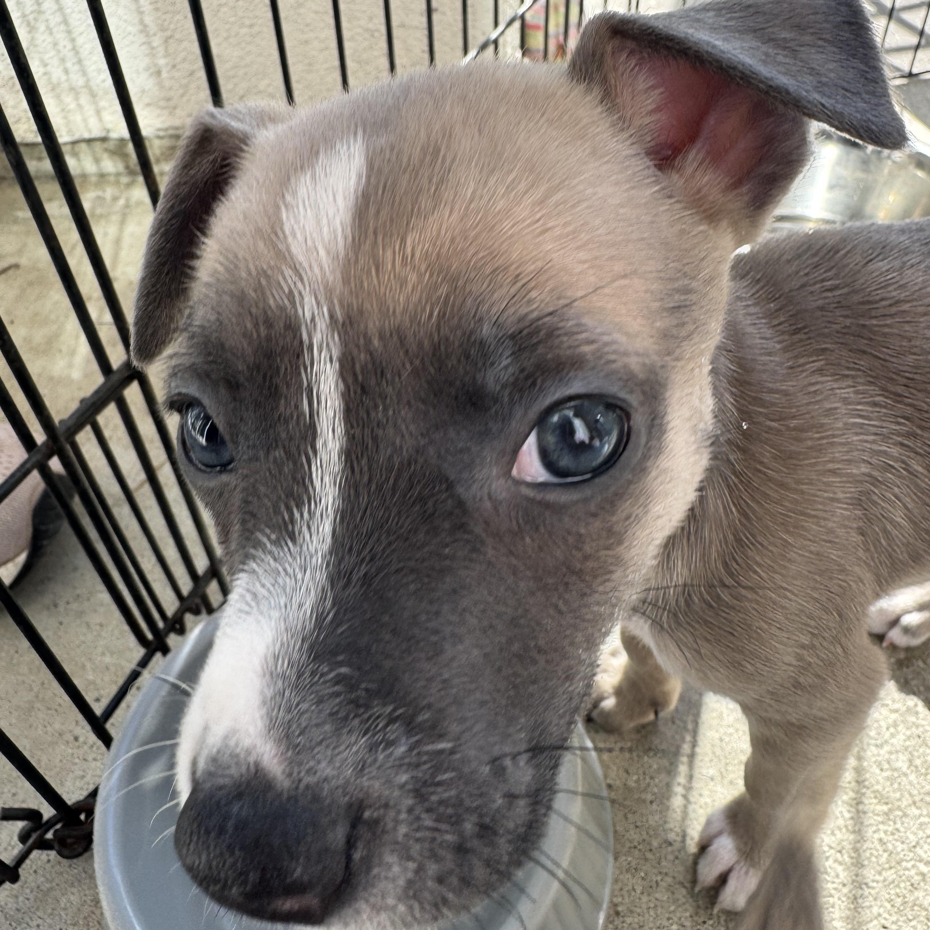 Saucony (Milestone litter), a Adoptable mixed breed in San Diego, CA image 5/5