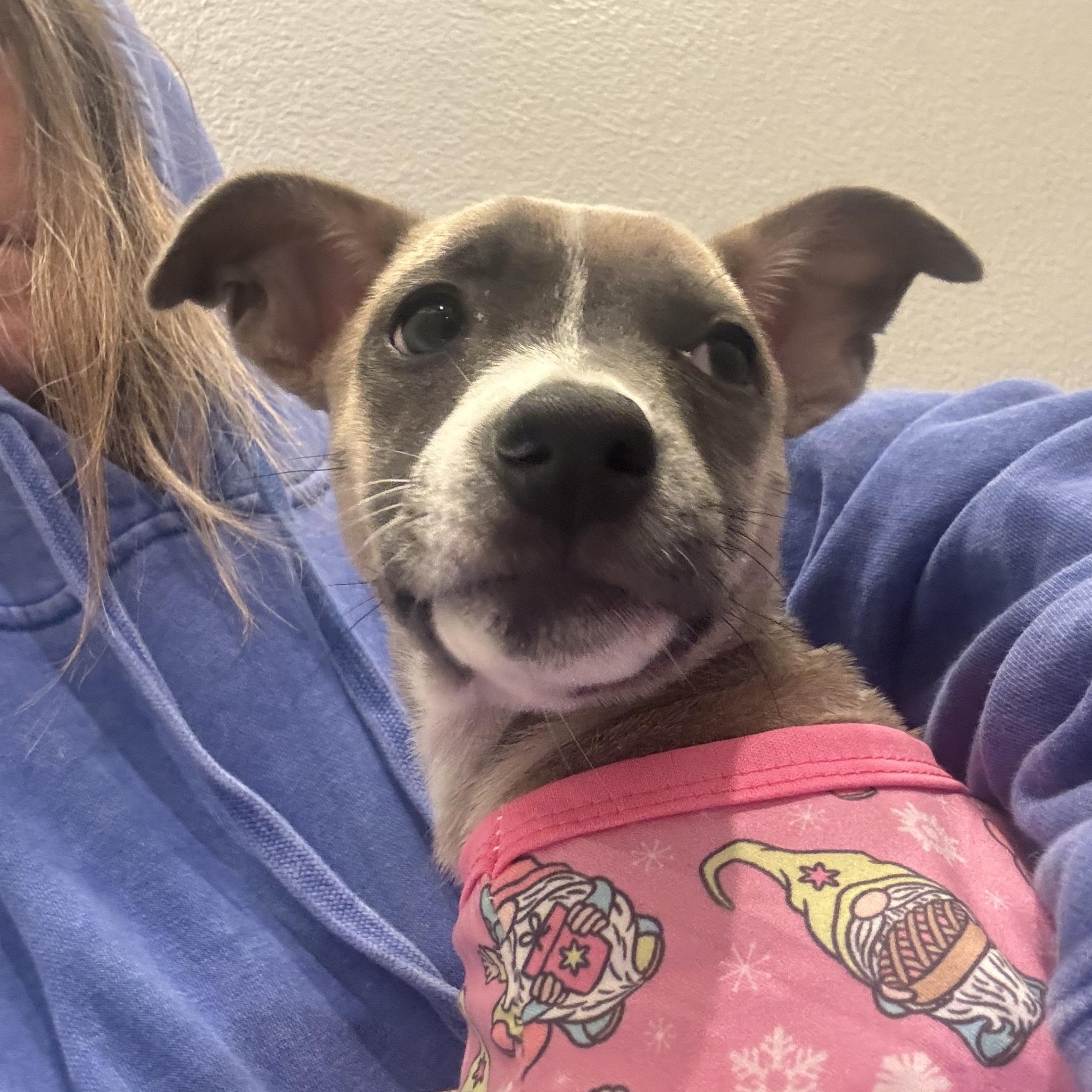 Saucony (Milestone litter), a Adoptable mixed breed in San Diego, CA image 4/5